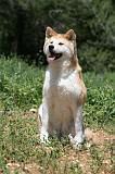 AKITA INU 359